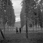 Helen Salkeld and Anna Brown in a hop field near Kamloops, British Columbia 18 août 1954.