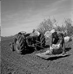 Albert Gruenke clearing stones from his land, Steinbach, Manitoba June 1, 1956.