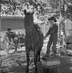 Jeune cow-boy montant à cheval, randonneurs, William Lake, Colombie-Britannique [ca.1954-1963]