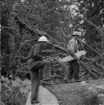 Lumberjacks holding a chainsaw, Kitimat, British Columbia 16 juin 1956.