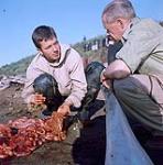 Morley Riske, étudiant universitaire, en train d'examiner les parasites d'une baleine blanche, près de Tuktoyaktuk, T.N.-O. 23 juillet 1956.