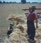 Two farmers working in the field. One is standing on the top of the wagon, the other is standing below and pitching up sheaves of oats. 1957