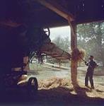 Photo taken from the interior of the barn showing the silhouette of the thrashing machine onto which the farmer is pitching the seeds of oats. 1957