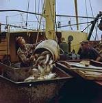 A fisherman emptying out fish from a large barrel into a bin. Newfoundland.  [Homme portant un bonnet de laine et versant un baril de poissons dans un charriot métallique] 1961