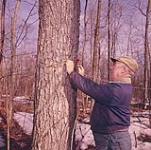 Man wrapping plastic tube around trunk of sugar maple. Athens, Ontario. March 1961