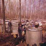 Men pouring liquid into metal barrel in the sugar bush. Pottermore's Sugar Bush, Athens, Ontario. March 1961