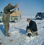 Ice fishing on Lake Manitoba. Fishermen catch pickerel or wall-eye through the ice. Lake Manitoba, Manitoba 1961