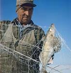 An ice fisherman on Lake Manitoba with fresh caught pickerel. 1961