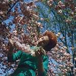 Blossoms of this ornamental Japanese cherry tree are admired by a lovely young lady in Beacon Hill Park, Victoria, B.C.  1961