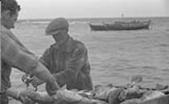 Gaspé 1951, (D) homme qui nettoie le poisson 1951