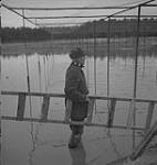 Jack Miner, Cdn. Geese, Jack Miner holding a ladder [between 1939-1951].