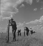 Blé, Sask., hommes travaillant dans un champ de blé, construisant une clôture [entre 1939-1951].