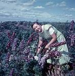 Judy Gilbey dans son jardin de fleurs à la station de recherche en agriculture de l'Arctique, Fort Simpson, T.N.-O. août 1956.