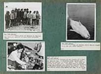 Album page thirty-seven with photographs of ten Inuit boys posed together along the rocky shore, a white whale being towed ashore, and an Inuit woman [Veronica Manilaq] tending to a qulliq (a long shallow lantern heated by oil] at Naujaat  1948.