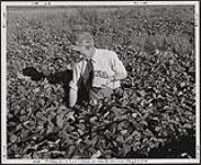 Strawberry picking in the St. John River Valley on the farm of Jepson London, Evandale, N.B., Canada [entre 1930-1960]