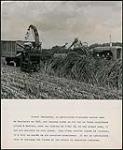 Ernest Montandon working on his farm in Bedford, Quebec n.d.