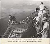 Jimmy Sewid and other fishermen from 'Namgis First Nation pulling in a fishing net [between 1930-1960]