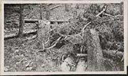 Photographs which were taken by Chief Warden Langford in 1925 illustrate the bush condition and the fire hazard on the Whirlpool timber limits. Photos taken between camps 1 and 2 1925.