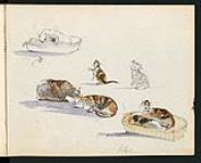 Cats 1 July, 1835