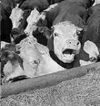 A cow 1945