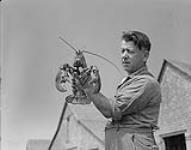 Dougal Doucette holds upfirst large lobster of the season septembre 1948