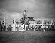 A bucking horse 1949