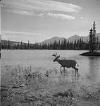 Un cerf dans un lac 1951