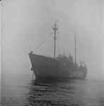 The ship Lurcher 1951