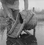 Un nid de canards fabriqué par l'homme 1956