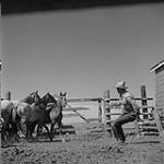 Un dompteur de chevaux 1957