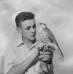 Brian Davis entraînant son faucon 1959