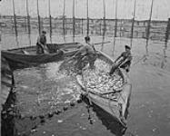 Fishermen 1959