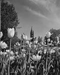 Festival des tulipes 1959