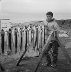 [Inuk man, Jobie George Emudluk, with rack of arctic char hanging to dry] Inuit with rack of cleaned Arctic char Aug. 1960