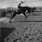 A man on a bucking horse 1960