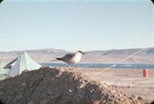 Jaeger sp. (Stercorarius sp.) at base camp [Arctic Bird] 1962.