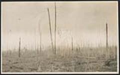 [The bush after a fire, Desert Lake] 1913