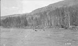 Horses swimming Wapiti River. Alberta-BC boundary survey 1922