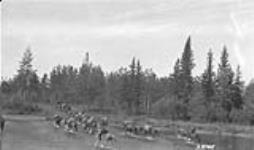 Horses crossing river. Alberta-BC boundary survey 1924