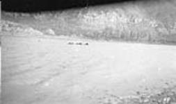 Horsed swimming Peace River. Alberta-BC boundary survey 1919