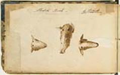Caribou and moose heads 1821