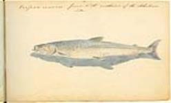 Poisson inconnu found to the northward of Athabasca Lake May 1822.