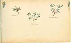 Cranberry, Blueberry, Swamp Tea 1822