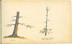 Studies of Trees 1822