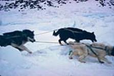 Over ice barrier, Dog team [between 1961-1966]