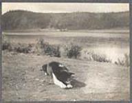 [Dog laying down by shore, likely at Porcupine River]. Original title: Indian dog [between 1889-1942]