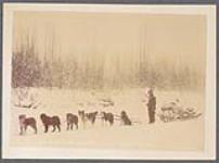 Dog team in the Klondike with a load of moose [between 1889-1942].