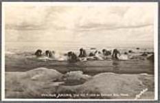 Walrus among the ice floes in Bering Sea, Nome, [Alaska] [between 1889-1942]