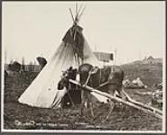 [Moose with travois in front of tipi]. Original title: A moose and an Indian teepee [between 1870-1910]