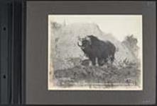 The Musk Ox (from the barren grounds 1200 miles north of Edmonton) 1902 1902